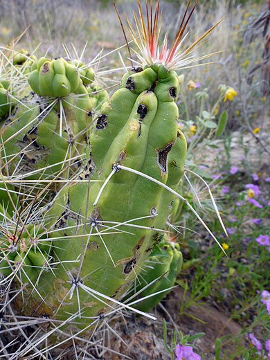 Spines of claret cup cactus