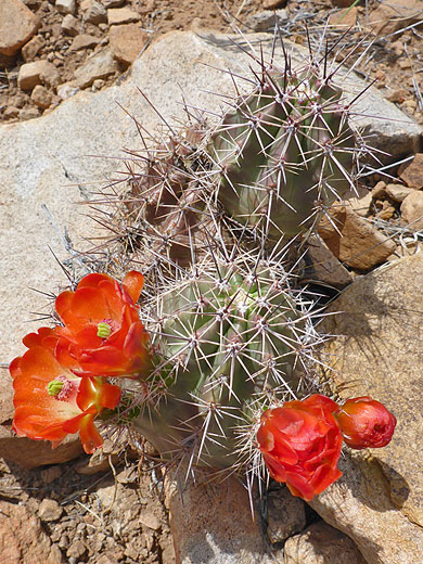 Echinocereus coccineus