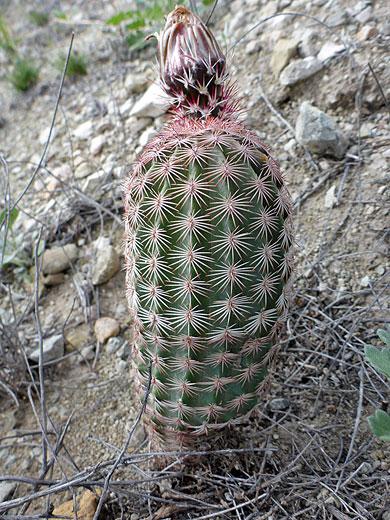 Withered Texas rainbow cactus flower