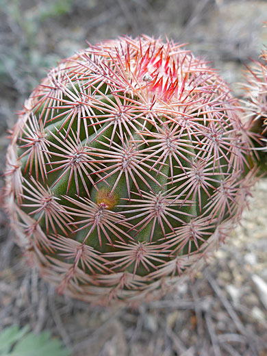 Pink spines