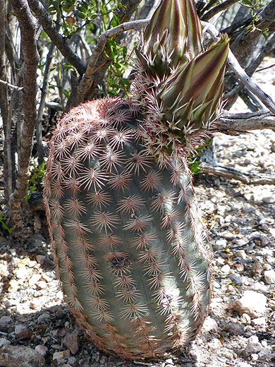 Short-spined variety of Texas rainbow cactus