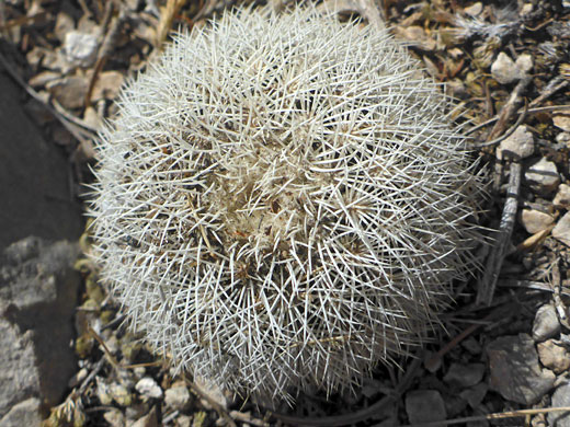 White spines