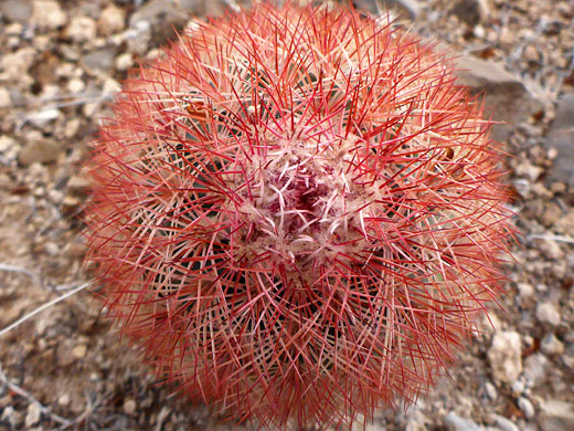 Red spines