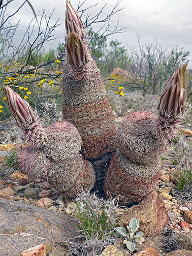 Echinocereus dasyacanthus