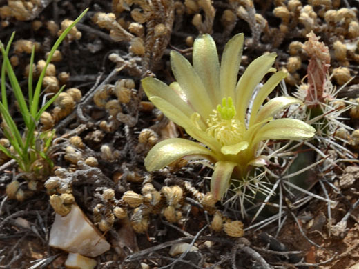 Davis's hedgehog cactus, echinocereus davisii