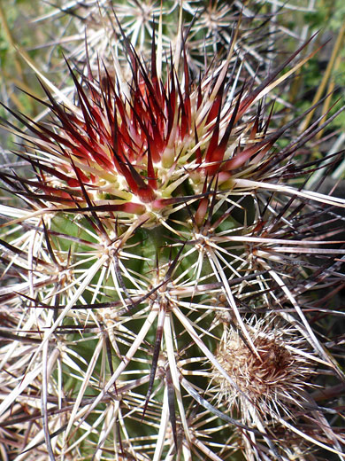 Spiny stems