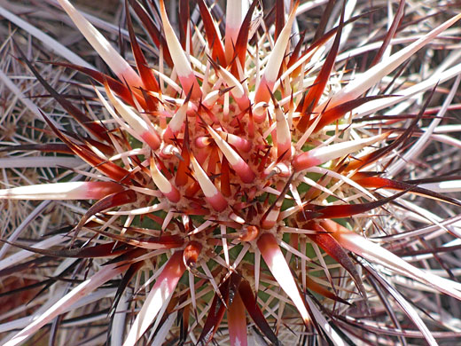 Young spines