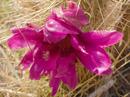 Richly-colored flower