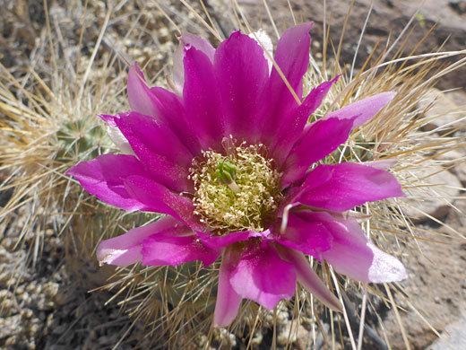 Magenta flower