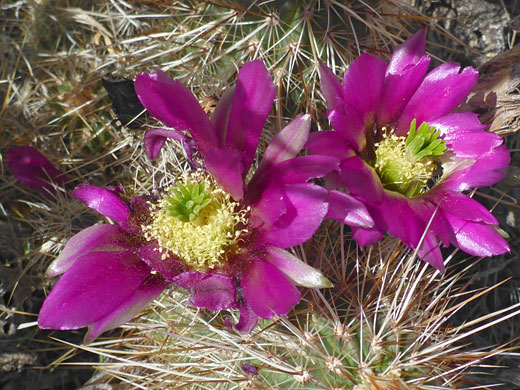 Two flowers