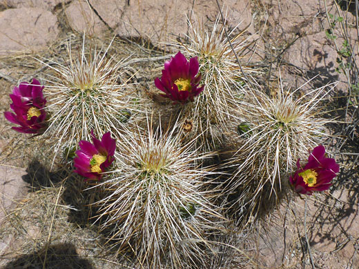 Flowering stems