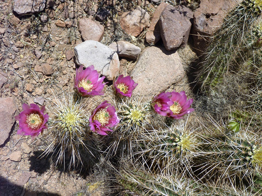 Echinocereus engelmannii