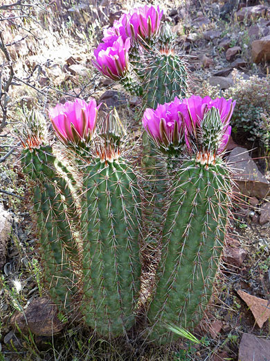 Short-spined variety