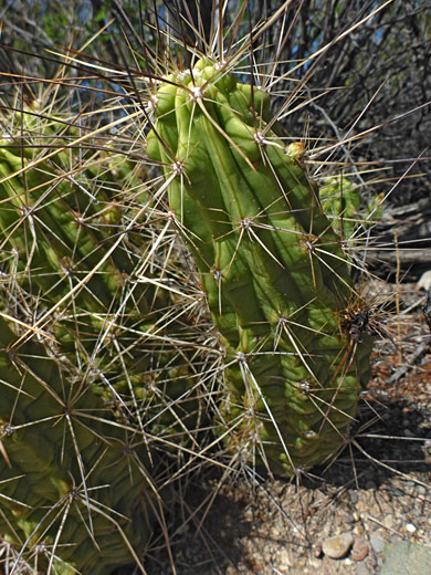 Ribbed stems