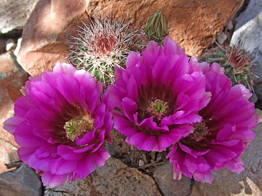 Echinocereus fasciculatus