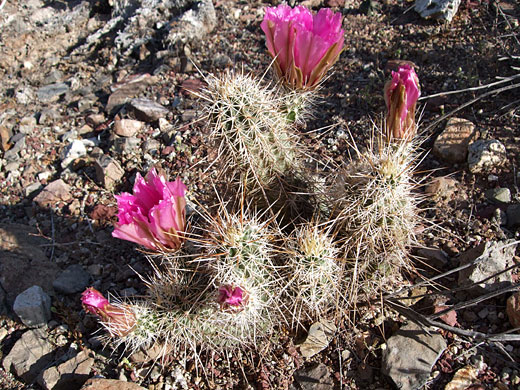 Spiny cluster