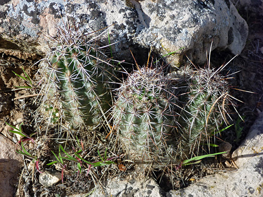 Fendler's hedgehog, echinocereus fendleri