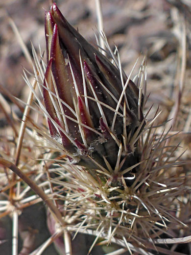 Reddish bud