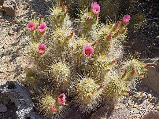 Flowering cluster of Nichol's hedgehog cactus