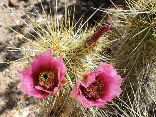 Flowers of echinocereus nicholii