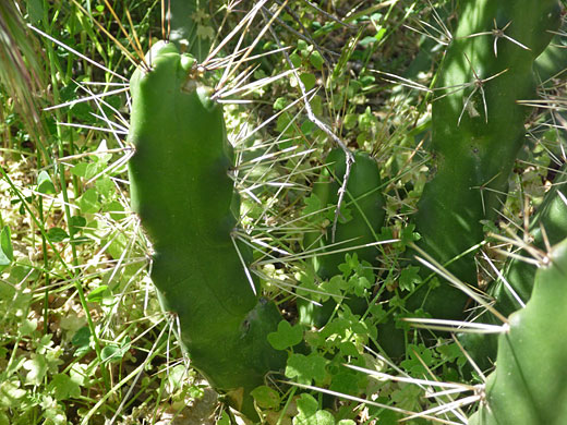 Green stems of ladyfinger cactus