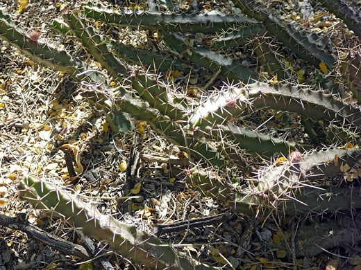 Ladyfinger cactus, with buds