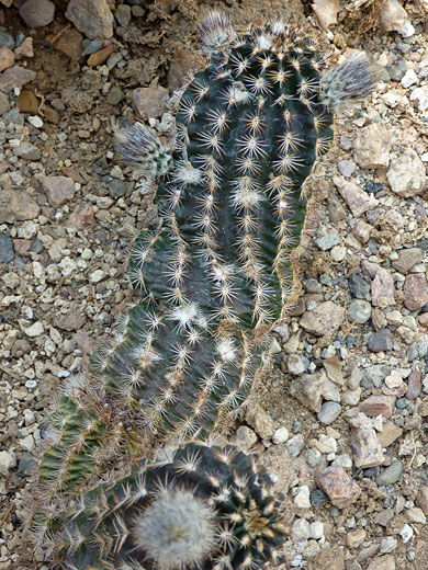 Echinocereus reichenbachii var albertii