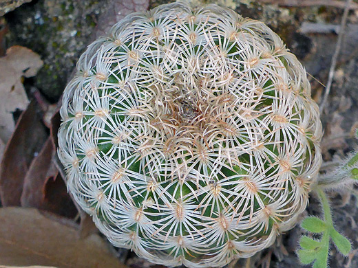 Echinocereus reichenbachii