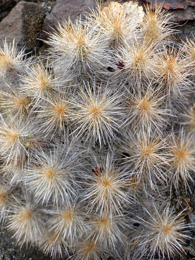 Whitish spines