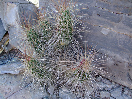 Small stem cluster