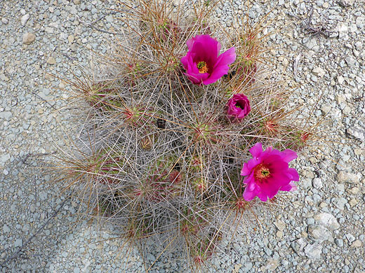 Pink flowers
