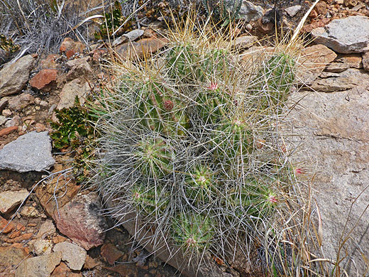 Whitish spines of strawberry hedgehog cactus