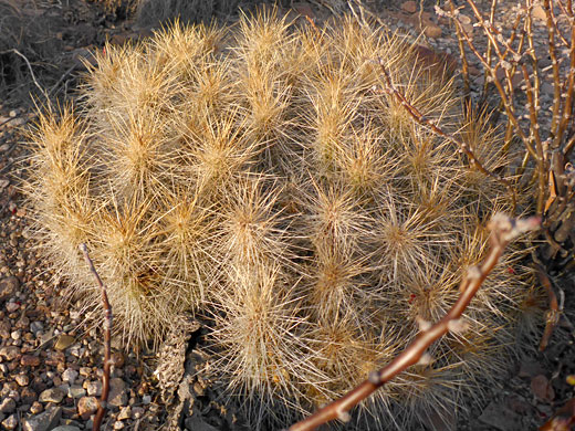Large cluster
