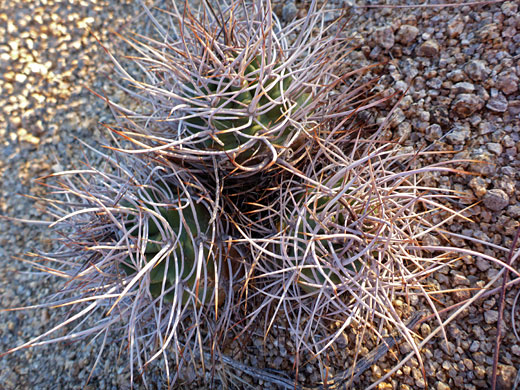 Long, twisted spines