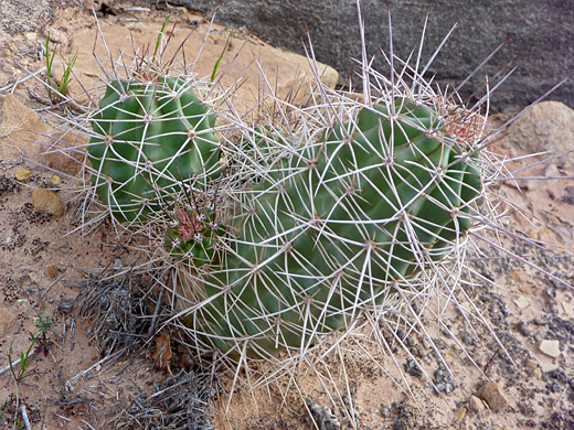 Large king cup cactus stems