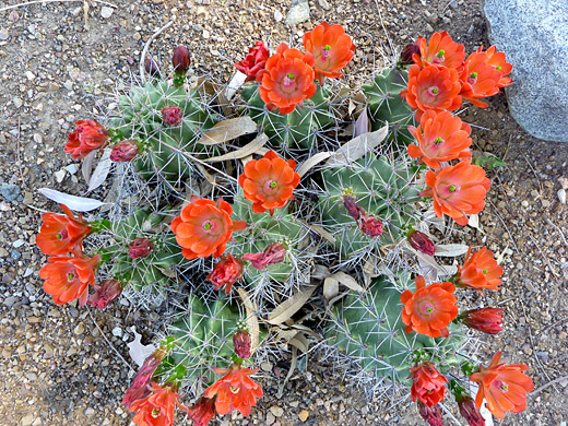King cup cactus, echinocereus triglochidiatus