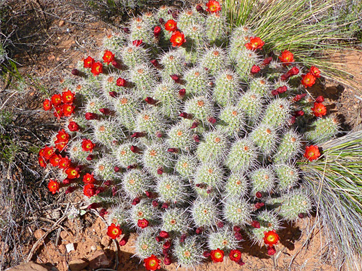 Many stems of echinocereus triglochidiatus