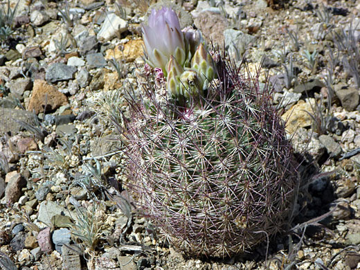 Pink flower of red-spine pineapple cactus