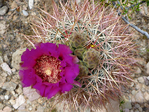 Johnson's pineapple cactus, echinomastus johnsonii