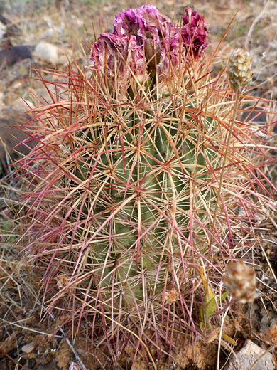 Withered flower