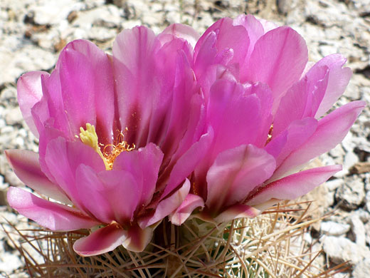 Pink petals