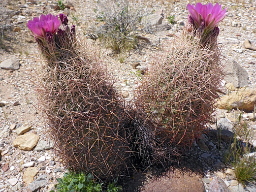 Two stems