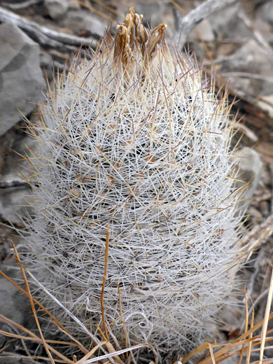 Warnock's pineapple cactus, echinomastus mariposensis