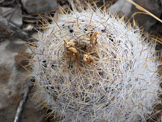 Withered flowers