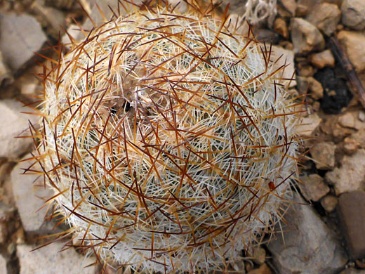 Spiny stem