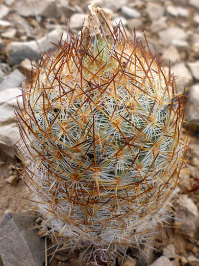 Single-stemmed plant
