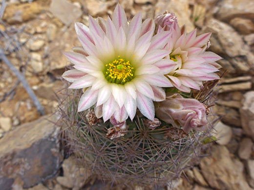 Warnock's pineapple cactus, echinomastus warnockii