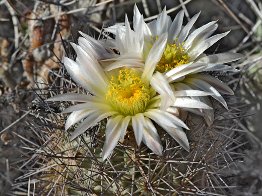 Two large flowers