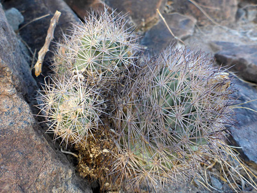 Group of stems