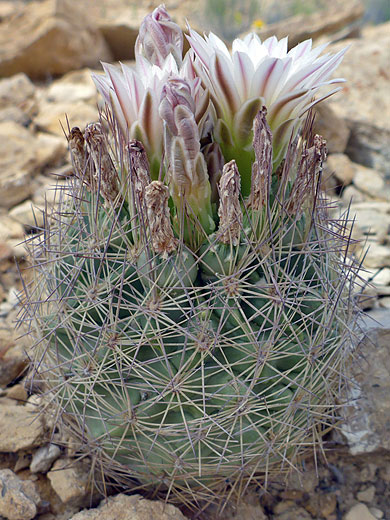 White pineapple cactus flowers